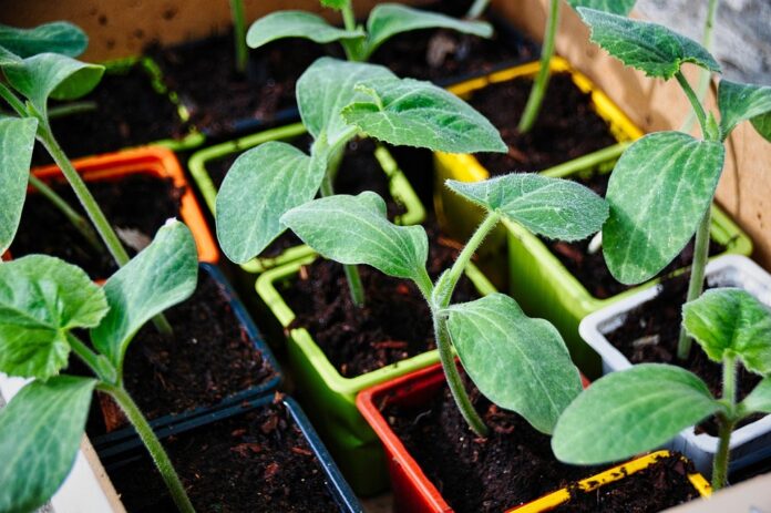 Top 10 vegetable stock producing countries in the world in 2025