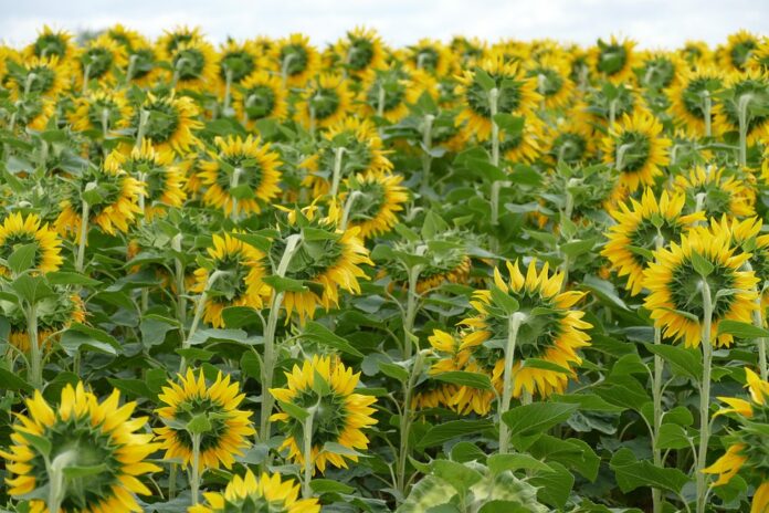Top 10 walnut oil export companies in Ukraine