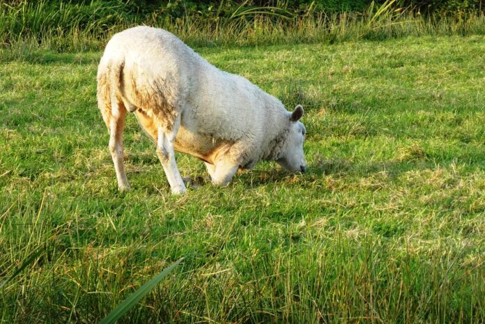 Top 10 whey export companies in New Zealand