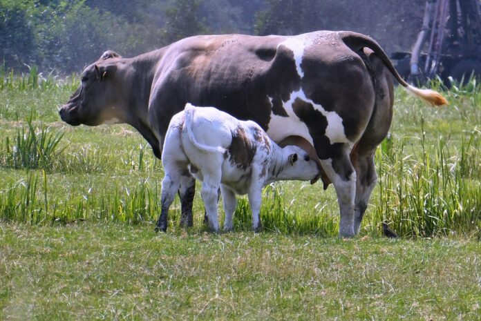 Top 10 whey import companies in the United States