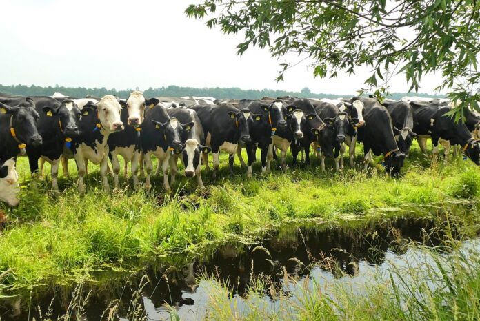 Top 10 whey permeate import companies in Vietnam