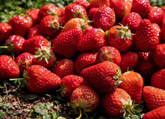Top 10 yogurt packaging export companies in United States
