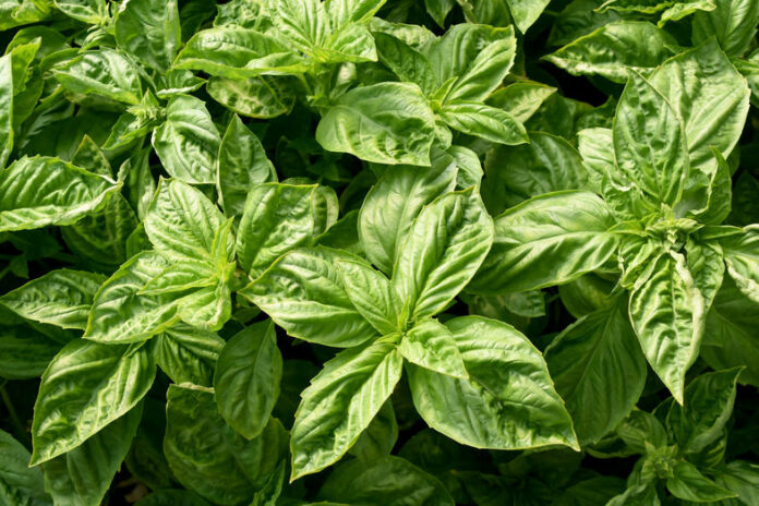 basil