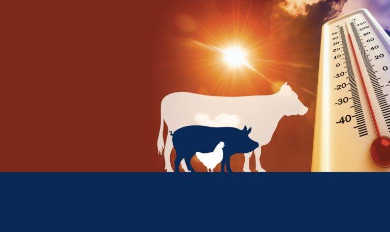 global temperatures continue to rise the impact of heat stress on livestock