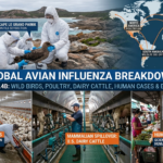 This featured image summarizes the global spread and multifaceted impact of H5N1 avian influenza. It includes an aerial view of scientific surveillance in Australia, a world map highlighting key regional outbreaks, and detailed sections on economic losses in poultry, spillover to dairy cattle, and the risks of human infection.