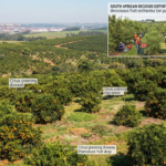 Aerial view of a Brazilian orange orchard affected by citrus greening disease, alongside inset images of South African fruit packing and a chart showing a 12.9% decline in Brazil's orange crop forecast for 2026/27.